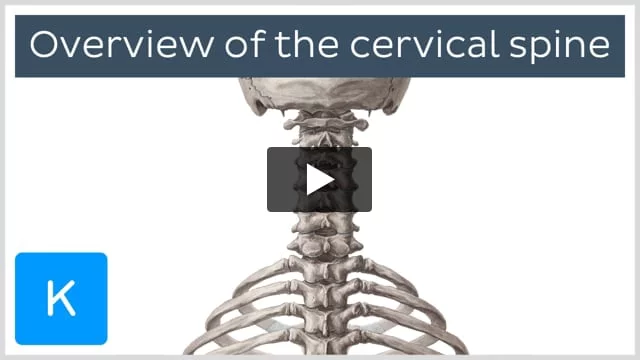 Cervical spine: Anatomy, ligaments, nerves and injury