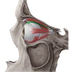 Superior rectus muscle