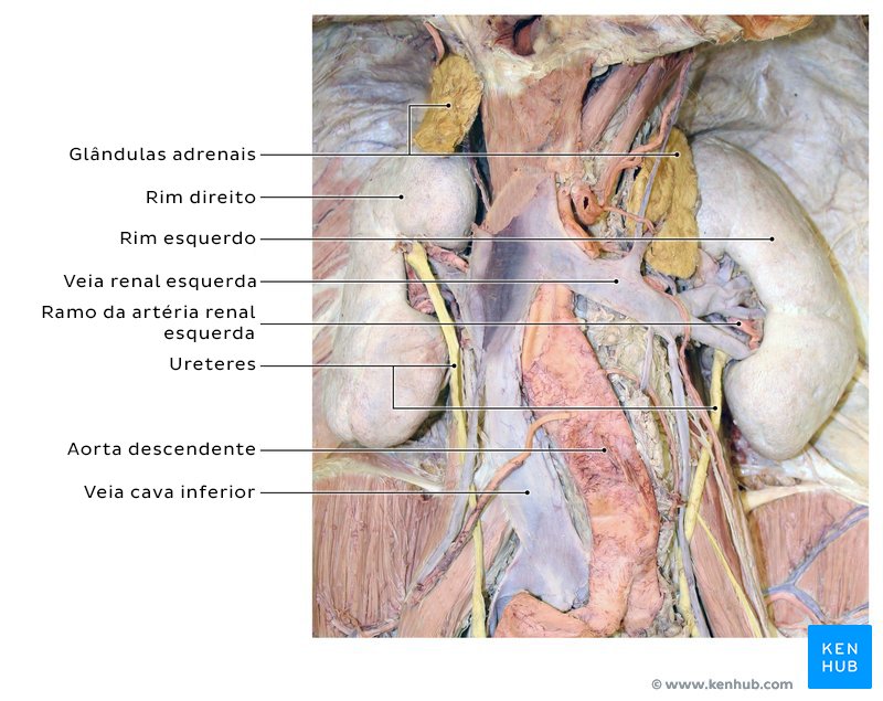 Rins em um cadáver: de superior para inferior e de anterior para posterior, encontram-se a veia renal, seguida pela artéria renal e, por fim, o ureter.