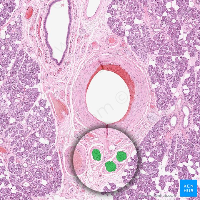 Branch of peripheral nerve (Ramus nervi peripheralis); Image: 