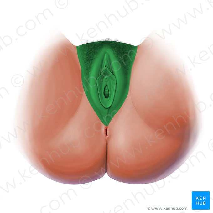 Vulva; Imagem: Paul Kim