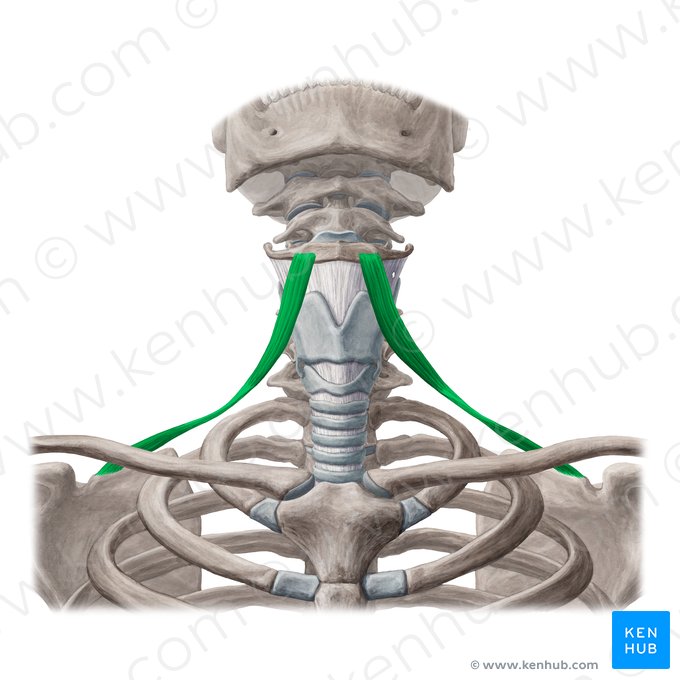 Músculo omohioideo (Musculus omohyoideus); Imagen: Yousun Koh