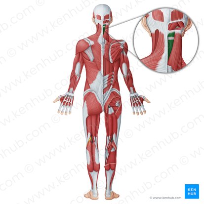 Músculo semiespinal da cabeça (Musculus semispinalis capitis); Imagem: Irina Münstermann