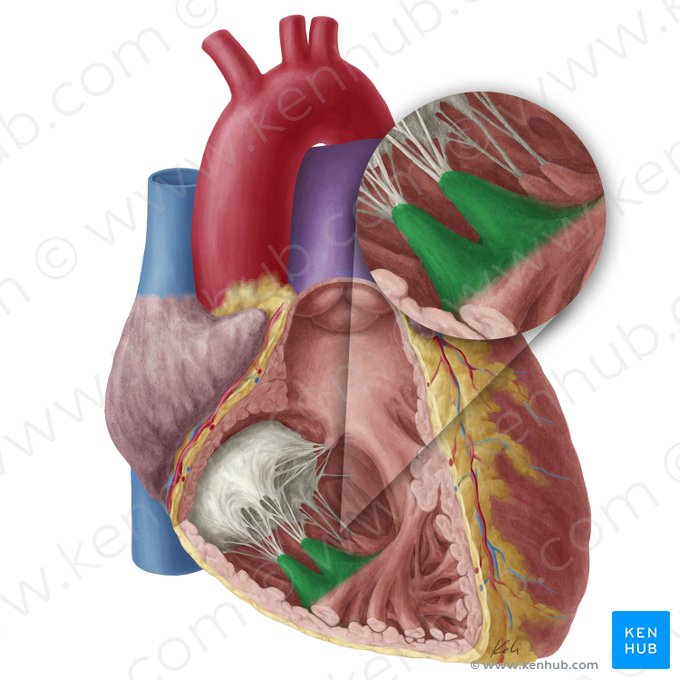 Músculo papilar anterior del ventrículo derecho (Musculus papillaris anterior ventriculi dextri); Imagen: Yousun Koh