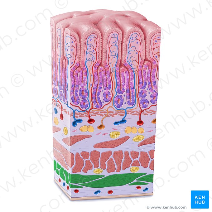 Longitudinal layer of muscular coat of stomach (Stratum longitudinale tunicae muscularis gastris); Image: Paul Kim