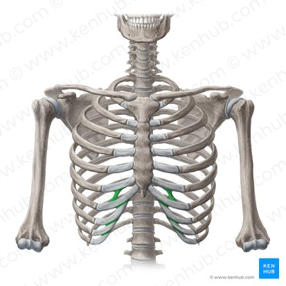 Articulationes interchondrales (Zwischenknorpelgelenke); Bild: Yousun Koh