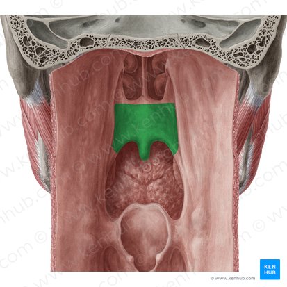 Soft palate (Palatum molle); Image: Yousun Koh