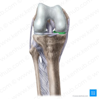 Menisco medial (Meniscus medialis); Imagen: Liene Znotina