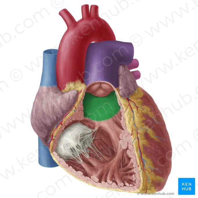 Conus arteriosus (Arterienkegel); Bild: Yousun Koh