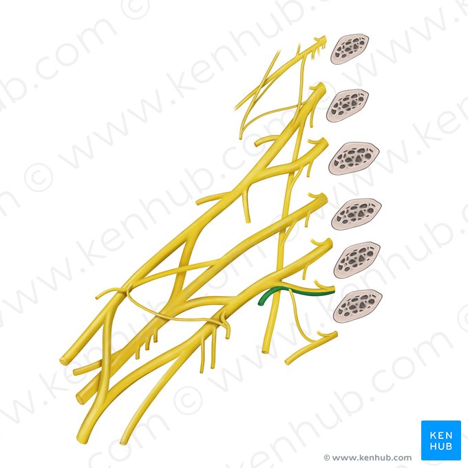 1er nervio intercostal (Nervus intercostalis 1); Imagen: Begoña Rodriguez