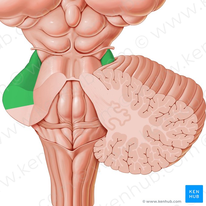 Middle cerebellar peduncle (Pedunculus cerebellaris medius); Image: Paul Kim