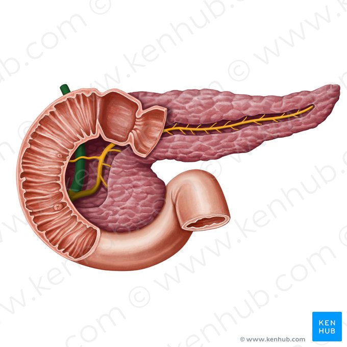 Ducto colédoco (Ductus biliaris); Imagem: Irina Münstermann