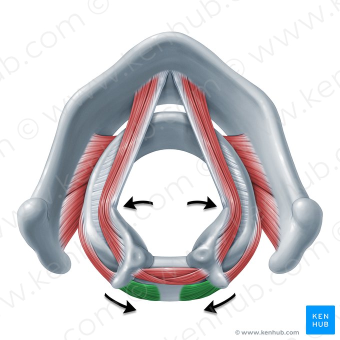 Action of posterior cricoarytenoid muscle (Functio musculi cricoarytenoidei posterioris); Image: Paul Kim