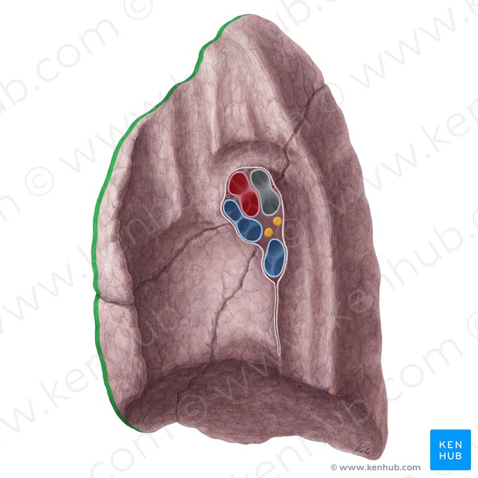 Borde anterior del pulmón (Margo anterior pulmonis); Imagen: Yousun Koh