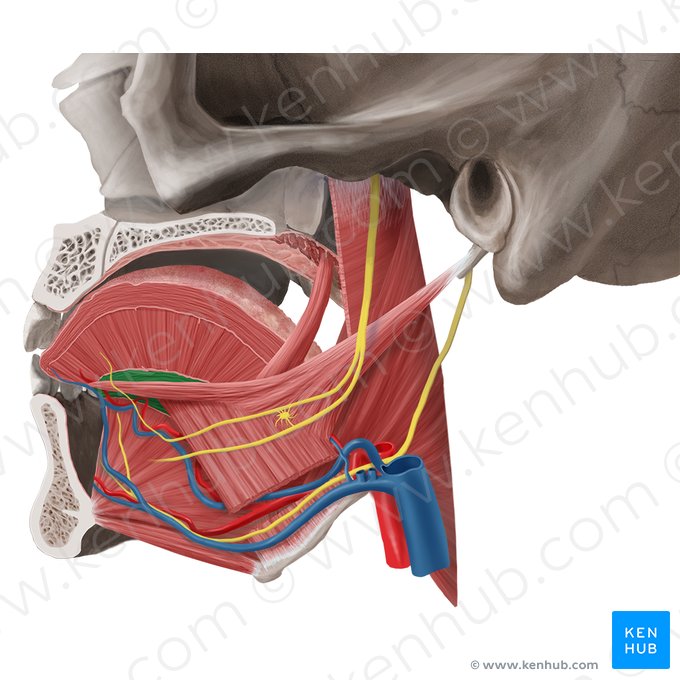 Músculo longitudinal inferior de la lengua (Musculus longitudinalis inferior linguae); Imagen: Begoña Rodriguez