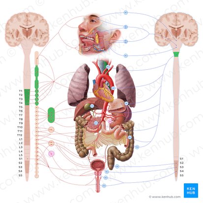Esophagus (Oesophagus); Image: Paul Kim