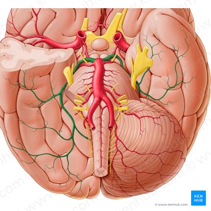 Arteria cerebral posterior (Arteria posterior cerebri); Imagen: Paul Kim