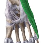 Músculos laterais da planta do pé