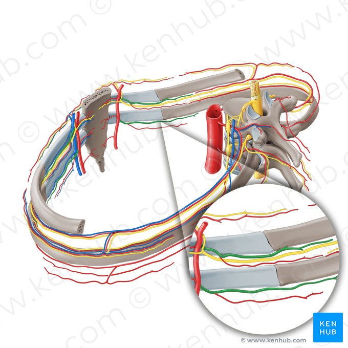 Arteria intercostalis anterior (Vordere Zwischenrippenarterie); Bild: Paul Kim