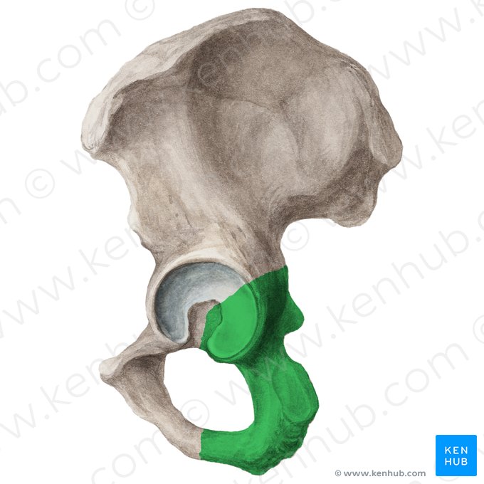 Ischium (Os ischii); Image: Liene Znotina