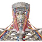 Neurovasculature of the head and neck