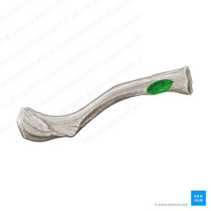 Impressio ligamenti costoclavicularis (Abdruck des Rippen-Schlüsselbein-Bands); Bild: Samantha Zimmerman