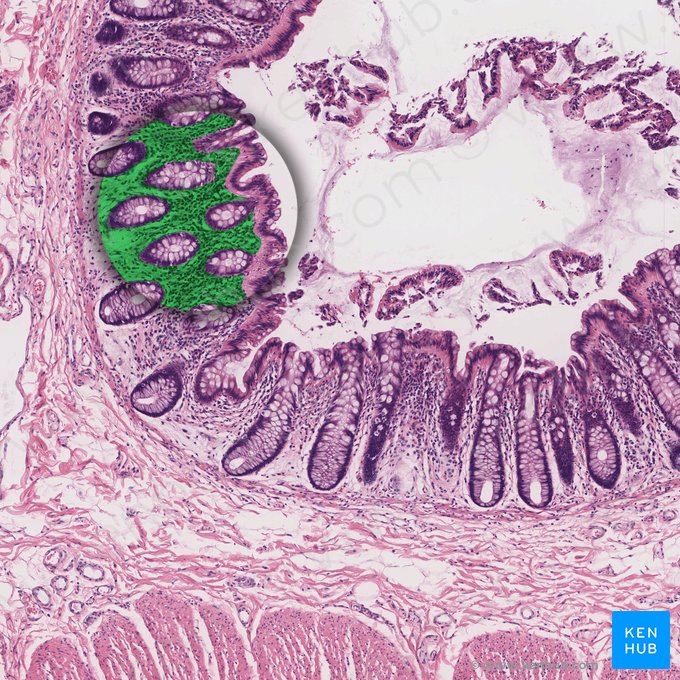 Lâmina própria da mucosa (Lamina propria mucosae); Imagem: 