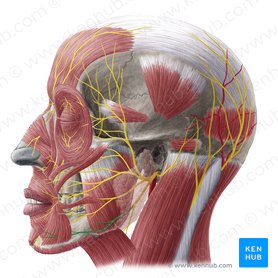 Marginal mandibular branch of facial nerve (Ramus marginalis mandibulae nervi facialis); Image: Yousun Koh