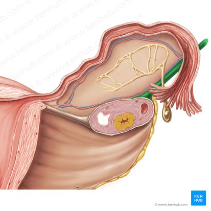 Suspensory ligament of ovary (Ligamentum suspensorium ovarii); Image: Samantha Zimmerman