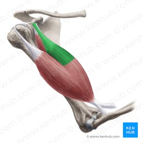Cabeza corta del músculo bíceps braquial (Caput breve musculi bicipitis brachii); Imagen: Yousun Koh