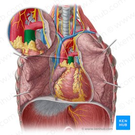 Tronco pulmonar (Truncus pulmonalis); Imagem: Yousun Koh