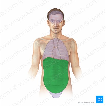 Cavité abdominale (Cavitas abdominis); Image : Paul Kim
