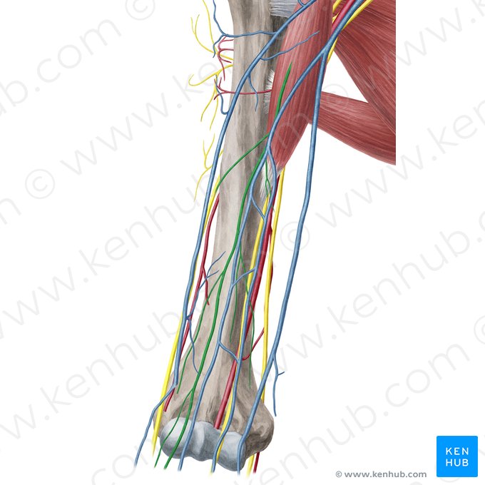 Musculocutaneous nerve (Nervus musculocutaneus); Image: Yousun Koh
