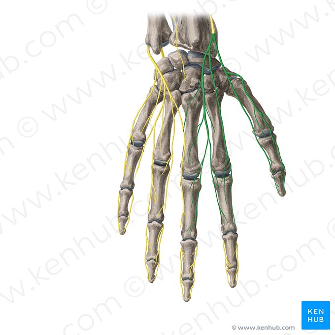 Rami digitales dorsales nervi radialis (Rückseitige Fingeräste des Speichennervs); Bild: Yousun Koh