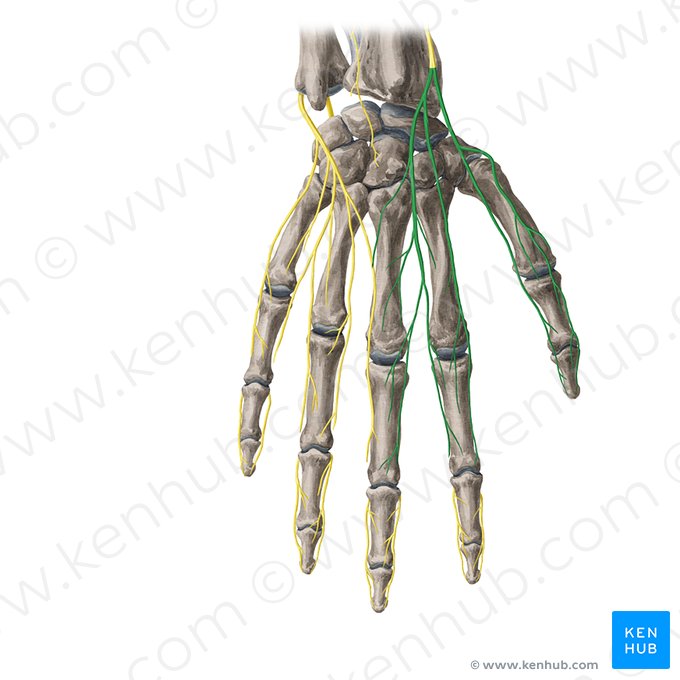 Rameaux digitaux dorsaux du nerf radial (Rami digitales dorsales nervi radialis); Image : Yousun Koh