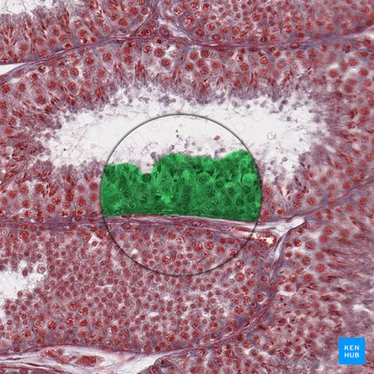 Epitélio seminífero (Epithelium spermatogenicum); Imagem: 