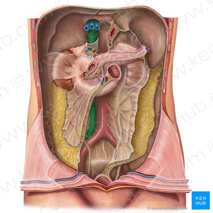 Veia cava inferior (Vena cava inferior); Imagem: Irina Münstermann