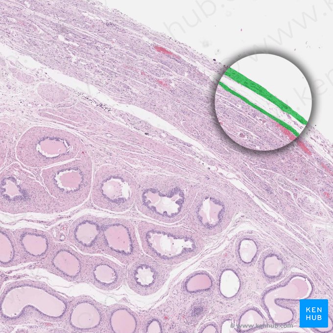 Túnica vaginal del testículo (Tunica vaginalis testis); Imagen: 