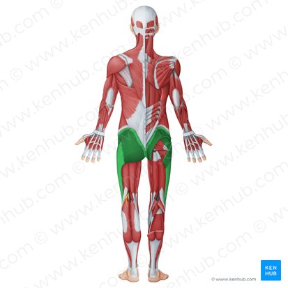 Superficial gluteal muscles (Musculi glutei superficiales); Image: Irina Münstermann