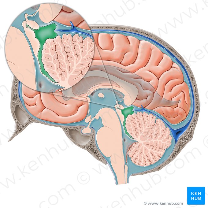 Cisterna quadrigeminal (Cisterna quadrigeminalis); Imagem: Paul Kim