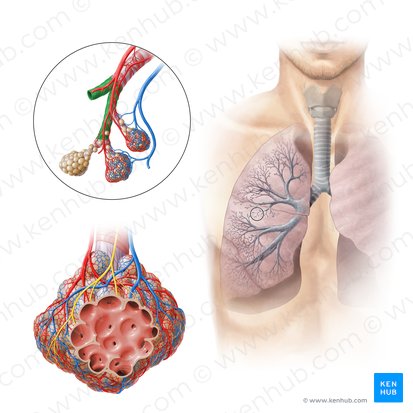 Bronquiolo terminal (Bronchiolus terminalis); Imagen: Paul Kim