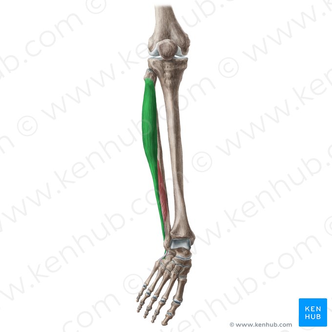 Musculus fibularis longus (Langer Wadenbeinmuskel); Bild: Liene Znotina