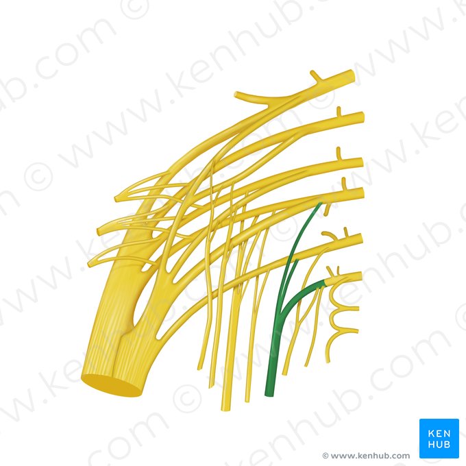 Pudendal nerve (Nervus pudendus); Image: Begoña Rodriguez