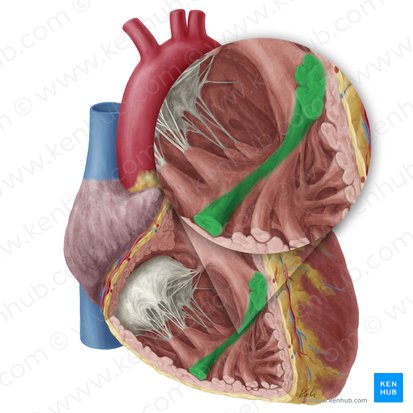 Trabécula septomarginal (Trabecula septomarginalis); Imagen: Yousun Koh