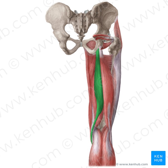 Músculo semitendinoso (Musculus semitendinosus); Imagen: Liene Znotina