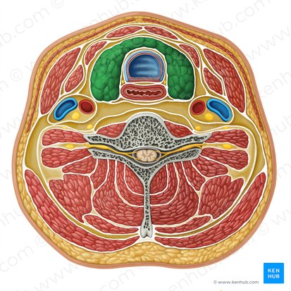 Thyroid gland (Glandula thyroidea); Image: Irina Münstermann