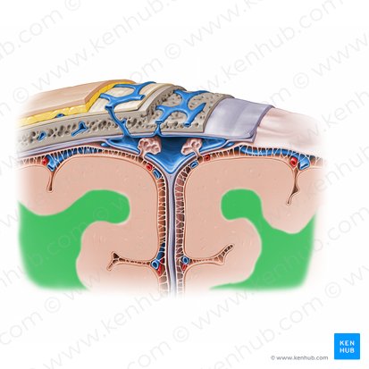 Sustancia blanca (Substantia alba); Imagen: 