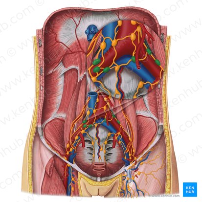 Common iliac lymph nodes (Nodi lymphoidei iliaci communes); Image: Irina Münstermann