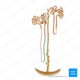 Kidney histology: Nephron, loop of Henle, functions | Kenhub