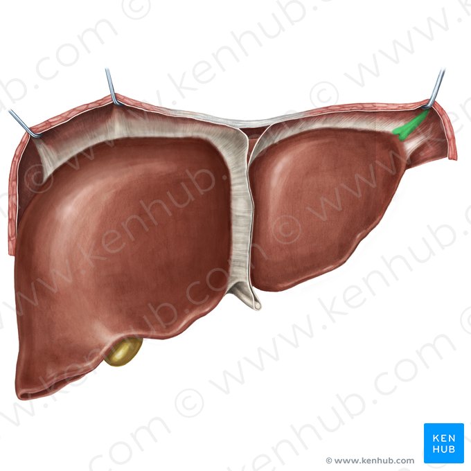 Ligament triangulaire gauche du foie (Ligamentum triangulare sinistrum hepatis); Image : Irina Münstermann